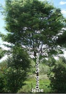 La dinastía de Dawud – como un árbol